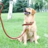 Soft Dog Leash with Collar - Image 3
