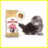 ROYAL CANIN Persian KITTEN Dry food - Image 7
